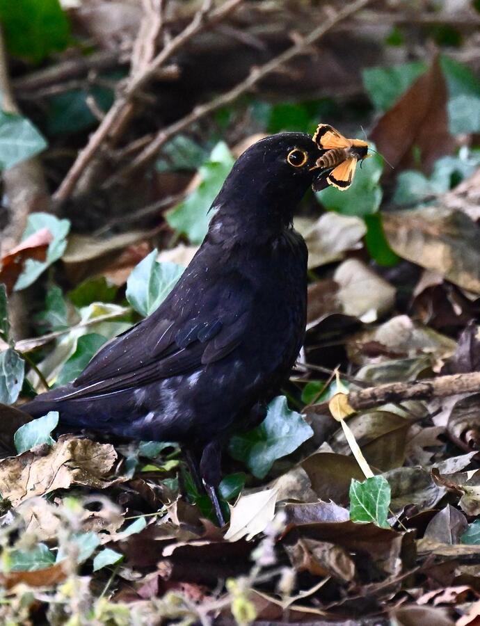 2026-08-11 1 Blackbird